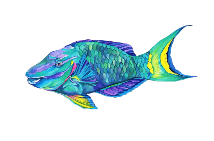 parrot fish